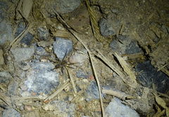 Pardosa pseudoannulata