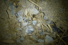 Pardosa pseudoannulata