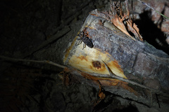 Monochamus alternatus