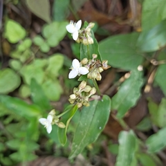 Tripogandra serrulata