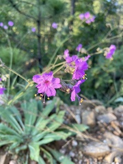 Mirabilis linearis linearis