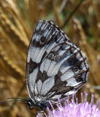 Melanargia galathea
