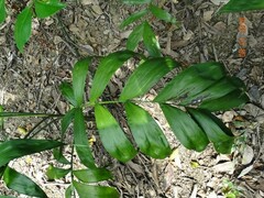 Chamaedorea pinnatifrons