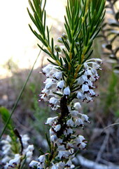 Erica rubiginosa