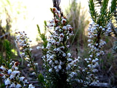 Erica rubiginosa