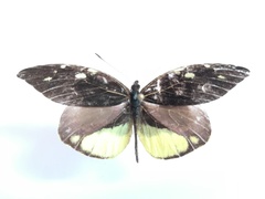 Lieinix nemesis atthis