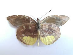 Lieinix nemesis atthis