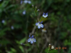 Lobelia xalapensis