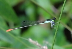 Agriocnemis exilis