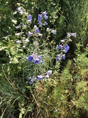 Delphinium barbeyi