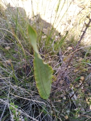 Tritoniopsis flexuosa
