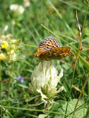Trifolium caucasicum