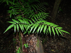 Pteris altissima