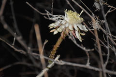 Acanthocereus paradoxus