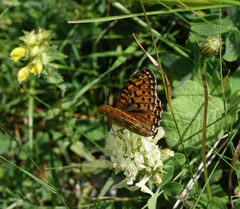 Trifolium caucasicum