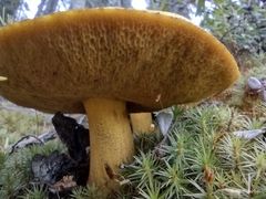 Suillus variegatus