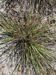 Eragrostis elliottii