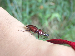 Prismognathus formosanus