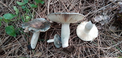 Russula parazurea