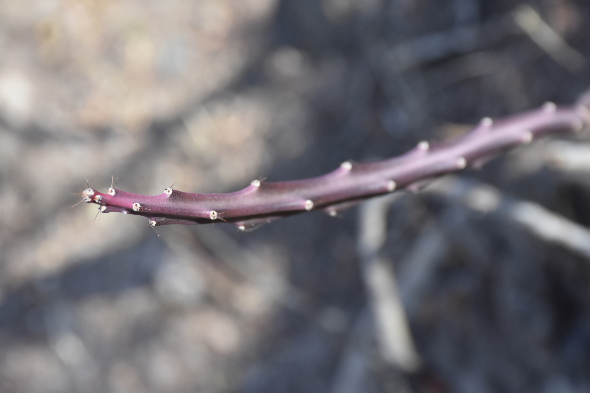 Acanthocereus atropurpureus