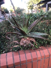 Aloe pruinosa