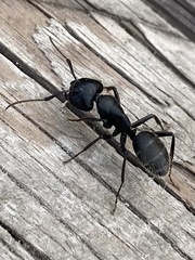 Camponotus vagus