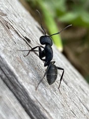 Camponotus vagus