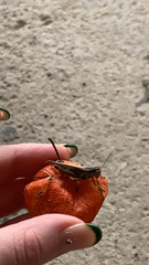 Melanoplus bivittatus