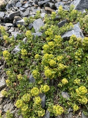 Cruciata taurica