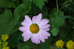 Tanacetum coccineum