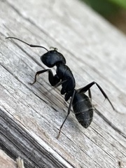 Camponotus vagus