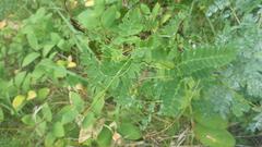 Astragalus propinquus