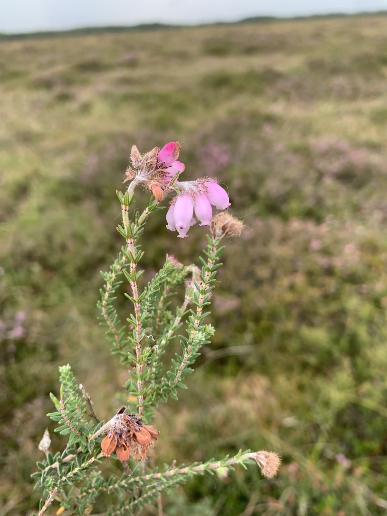 Cross-leaved Heath