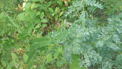 Astragalus propinquus
