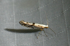 Argyresthia conjugella