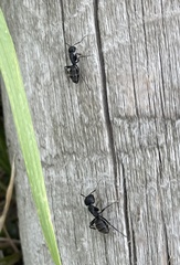 Camponotus vagus