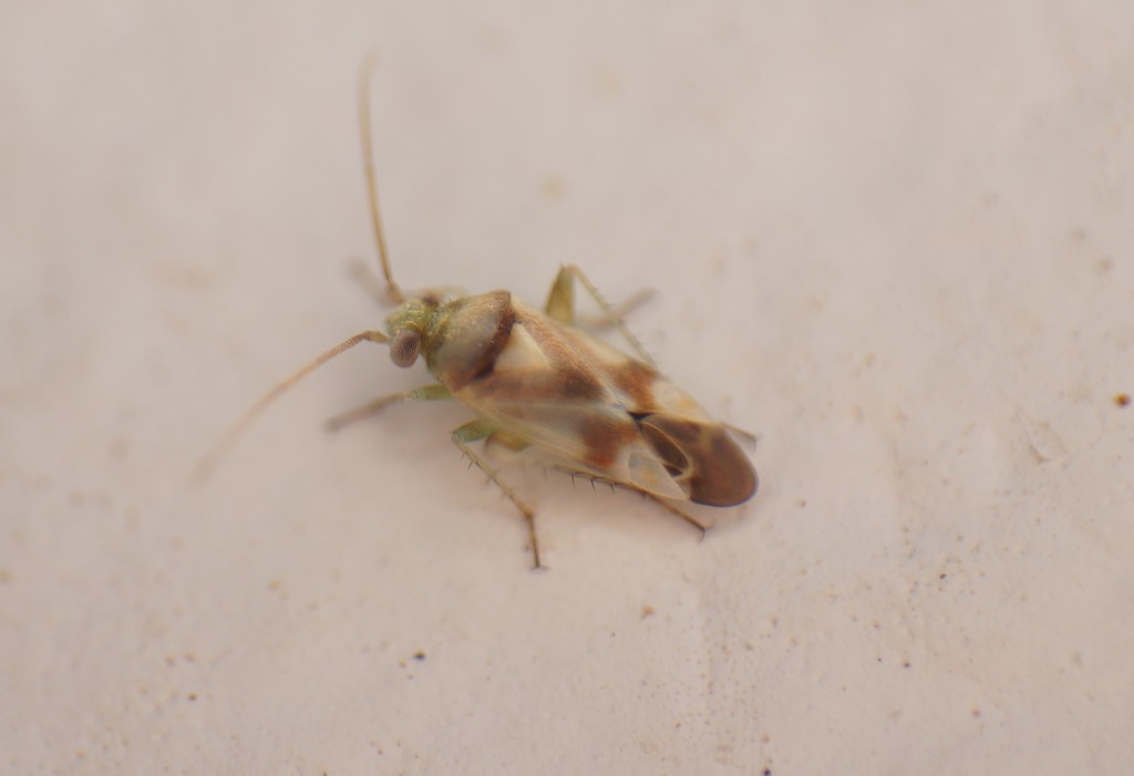 colourful tamarisk plant bug