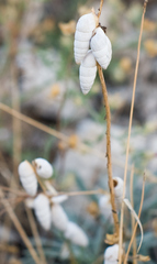 Brephulopsis cylindrica