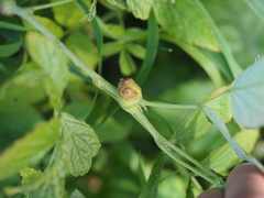 Lasioptera rubi