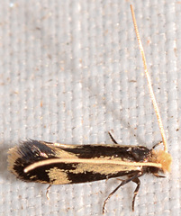 Isocorypha mediostriatella