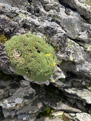 Draba rigida