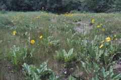Silphium terebinthinaceum