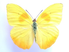 Phoebis philea