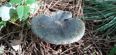 Russula parazurea