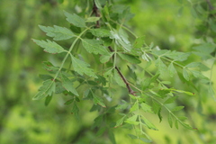 Bursera laxiflora