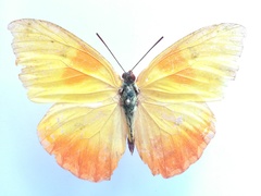 Phoebis philea
