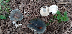Russula parazurea