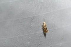 Bucculatrix canadensisella