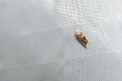 Bucculatrix canadensisella