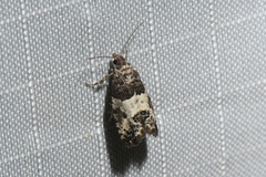 Gypsonoma adjuncta